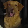 Avatar ventura_jr