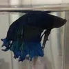 Avatar betofish