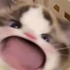 Avatar kyosh