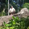 Avatar fabiovirus