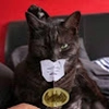 Avatar batcat