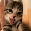 Avatar amogatos