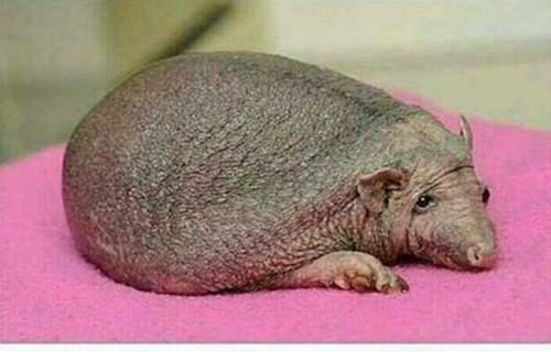 7278160-hgYAO.jpg