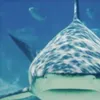 Avatar fshark