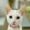 Avatar ahriagata