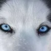 Avatar haos_brz