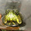 Avatar zeronymus