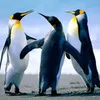 Avatar artur_moreiraakr