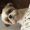 Avatar pipocadobug
