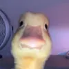 Avatar ropelato