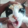 Avatar tinyf