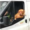 Avatar dogdeap