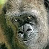 Avatar gansoloks