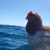 Avatar misschicken