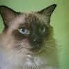 Avatar pauloguilherme7191