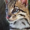 Avatar jaguatiricadodesconto6043