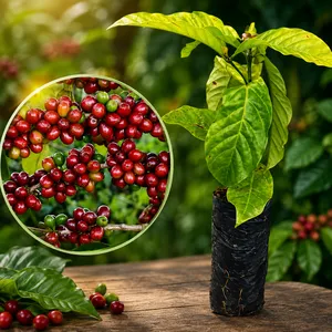 Muda de Café Conilon planta frutífera altamente produtiva - Ideal para vaso ou solo