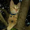 Avatar lucasdopke0189