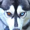 Avatar michelsleiman7415