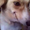 Avatar dogfarejador