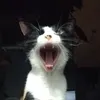 Avatar rizzz