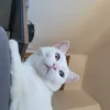 Avatar kaji
