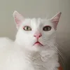 Avatar catpower