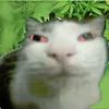 Avatar steniodias