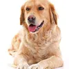 Avatar the_dog