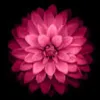 Avatar gigi_oliveirauz4