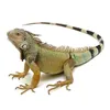 Avatar iguanadoscupons6733