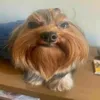 Avatar viktorvanderdak