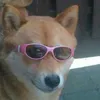 Avatar doguimmineiro