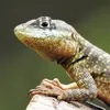 Avatar ixcalango