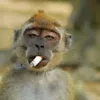 Avatar cigarrete