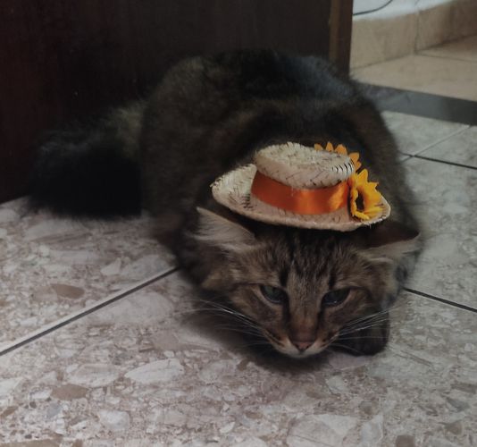Imagem do comentário