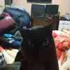 Avatar bruno.lara