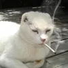 Avatar aquele_mesmo_comentario_de_sempre
