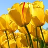 Avatar evelincarol_soaresflores
