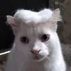 Avatar teffy