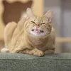 Avatar rachelcat