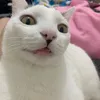 Avatar renatenharoots