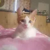 Avatar denisecatlover