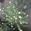turnerasubulata