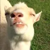 Avatar pedrohag_