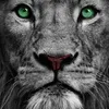 Avatar nelsinho