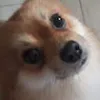 Avatar micoleaodobug3348