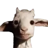 Avatar capisto