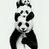 Avatar carlosdeivide_panda