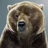 Avatar tristambear